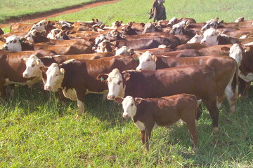 Vacas da ra&ccedil;a Braford - Doadoras Braford