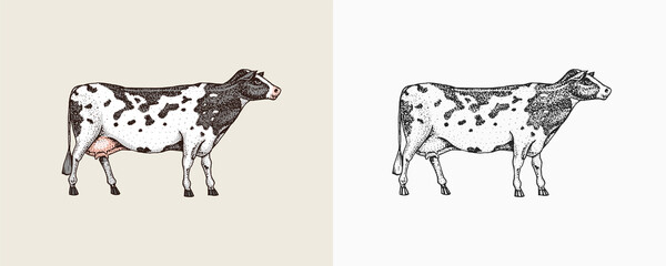 Domestic Cow. Farm animal. Vintage sketch for shop. Badge for t-shirts. Hand Drawn engrave Vector illustration.
