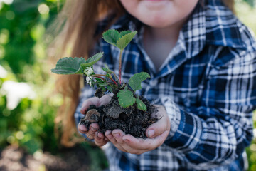 Beautiful little girl holds strawberry seedlings in her hands. The concept of nature conservation and agriculture.