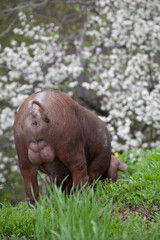wild pig with dark brown hair and curled pig tail in the forest eating grass in the wild in the wild