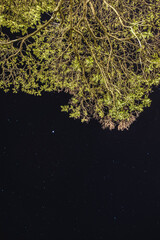 ARBOL EN LA NOCHE 