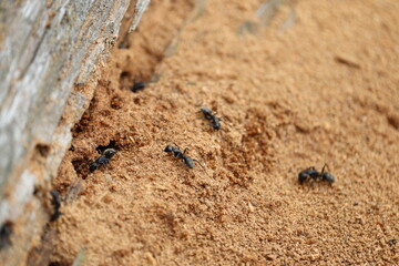 Black forest ants near a worn out log close-up. Insects and wildlife.