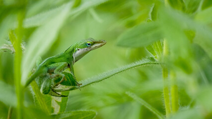 beautiful lovely cute gecko lizard