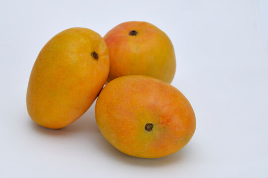 Three Indian Alphonso mangoes (mangifera indica) on a white background