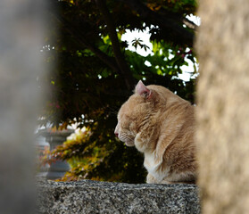 くつろいでいる猫