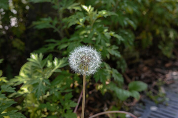 タンポポの綿毛