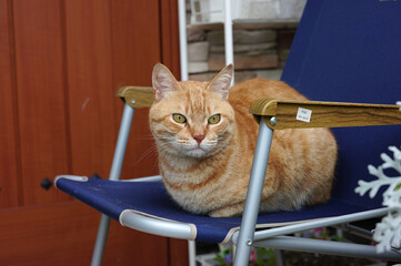 椅子の上でリラックスする猫