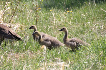 Gathering In The Grass, Pylypow Wetlands, Edmonton, Alberta