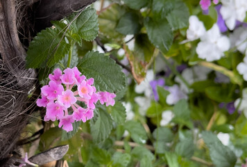ピンク色の花（ランタナ）
