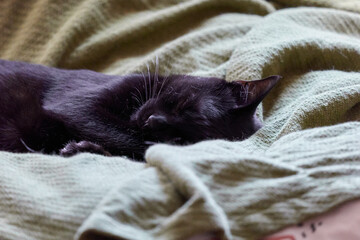 眠っている黒猫