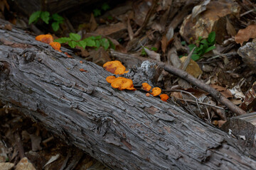 オレンジ色のキノコ