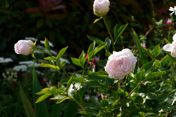 ピンク色の花（バラ）