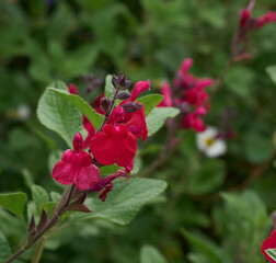 赤い花