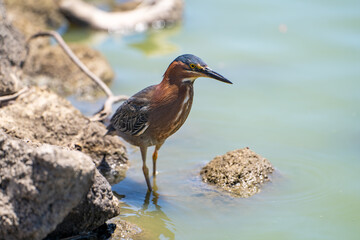 Green heron (Butorides striatus) stands on the shore of the lake. 