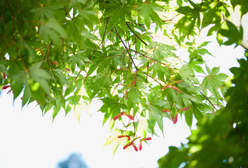 カエデの新緑（大雄山）