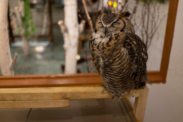 cute  owl sleepy in an owl cafe in Osaka, Japan