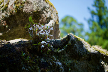 石の上に咲く白い蘭と苔（大雄山）