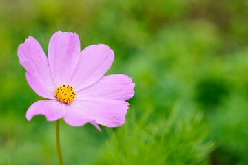 コスモスのクローズアップ写真　