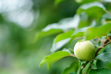 梅の実のクローズアップ写真