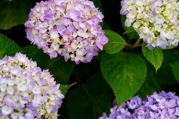 アジサイのクローズアップ写真