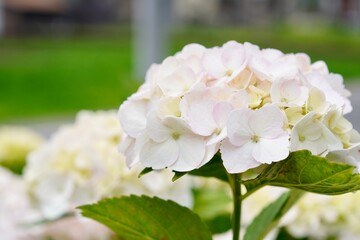 アジサイのクローズアップ写真