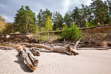 Fototapeta na wymiar Driftwood on the river bank. Ob River, Novosibirsk region