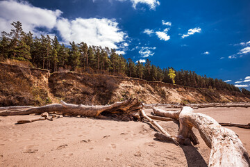 Driftwood on the river bank. Ob River, Novosibirsk region