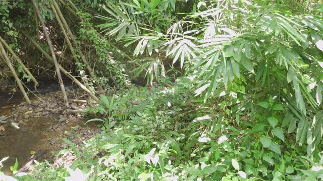 Slide right to left past some new and old bamboo next to a small jungle stream. Filmed in Kaeng Krachan National Park, Thailand