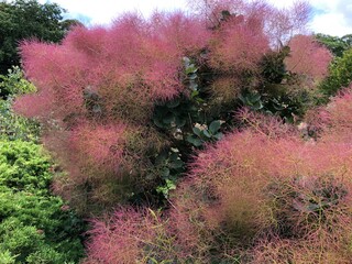 smoke tree flowers in the park