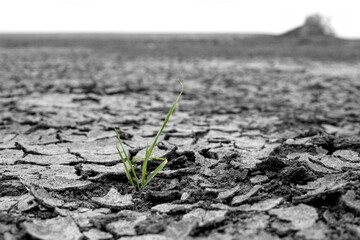 live grass in the middle of a drought, climate change, world environment day