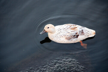 close up of a duck