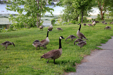 geese in the park