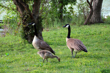 Geese in a park