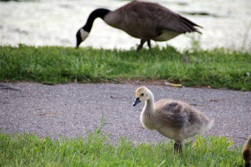 gosling in a park