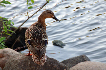 duck on a rock