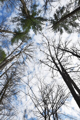 Looking Up through Trees