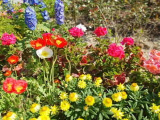 colorful flowers in the garden
