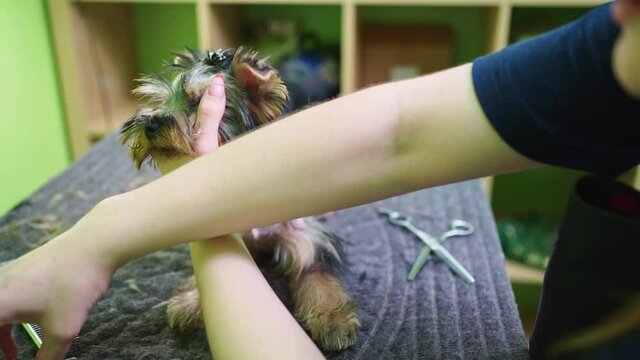 Groomer makes shearing of Yorkshire Terrier by scissors. extras at the pet store