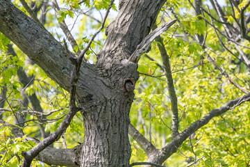 The young eastern gray squirrel (Sciurus carolinensis) in the hollow of a tree
