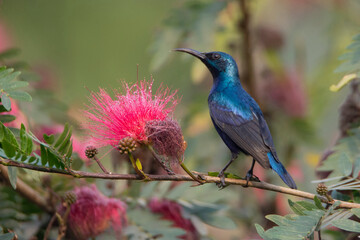 Purple Sunbird (Cinnyris asiaticus) sitting on tree branch with bright pink flowers, seen in India.
