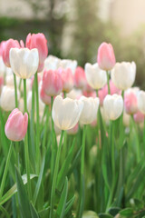 Pinkand white tulip flower blooming in the spring garden, soft selective focus