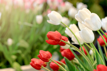 Red and white tulip flower blooming in the spring garden, soft selective focus