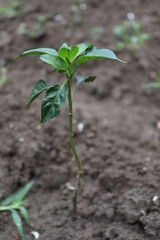 green colored chili tree firm