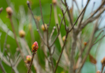 レンゲツツジ　蕾