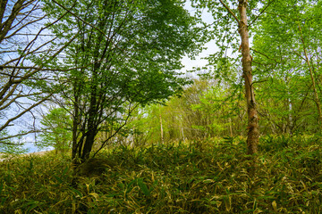 湿原の森　霧ヶ峰