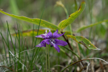 キリガミネスミレ（霧ヶ峰菫）