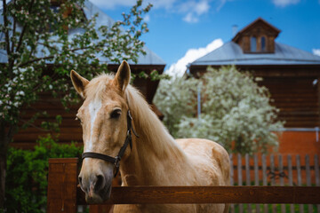 A beautiful horse of beige color. Horse muzzle close-up.