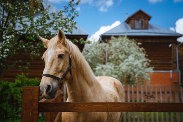 A beautiful horse of beige color. Horse muzzle close-up.
