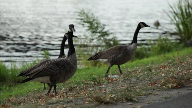 Wild geese along the Charles River in Boston Massachusetts