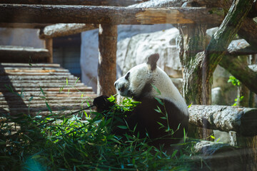 Panda eats bamboo close-up. Cute panda bear.
